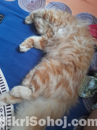 Persian cat